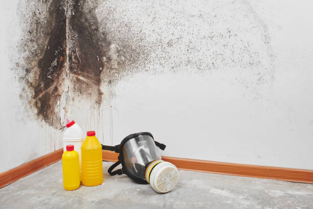 Mold Removal Process in Nacogdoches, TX