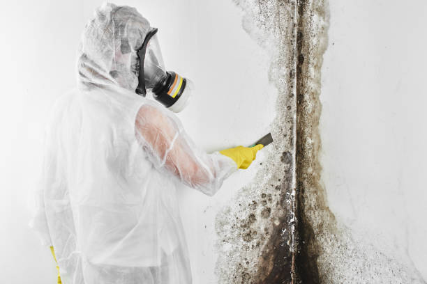 Office Mold Removal Services in Nacogdoches, TX