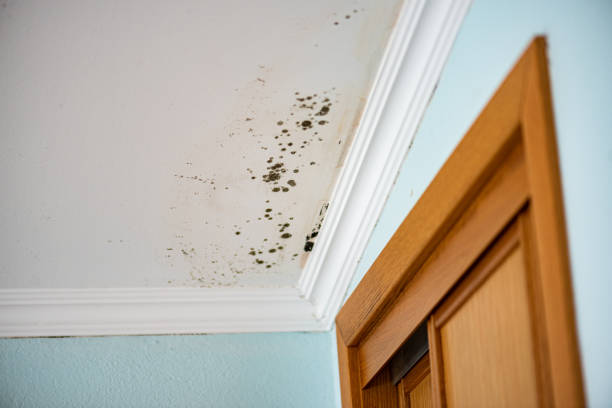 Best Residential Mold Removal  in Nacogdoches, TX