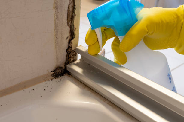 Best Mold Removal Near Me  in Nacogdoches, TX