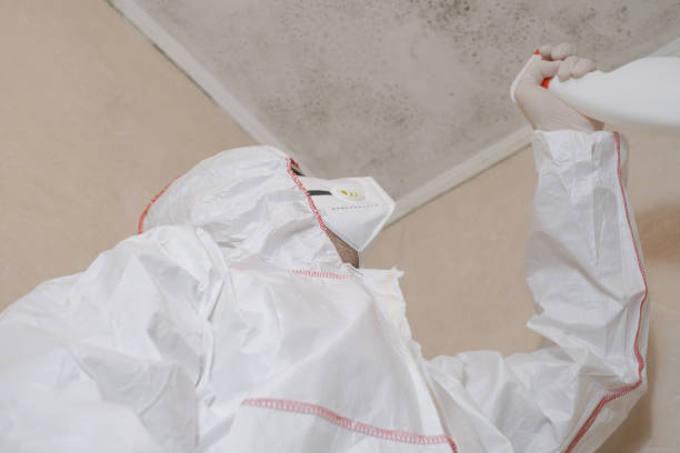 Professional Mold Removal in Nacogdoches, TX