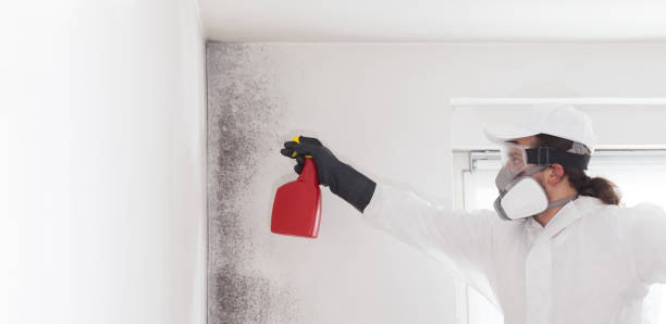 Best Black Mold Removal  in Nacogdoches, TX