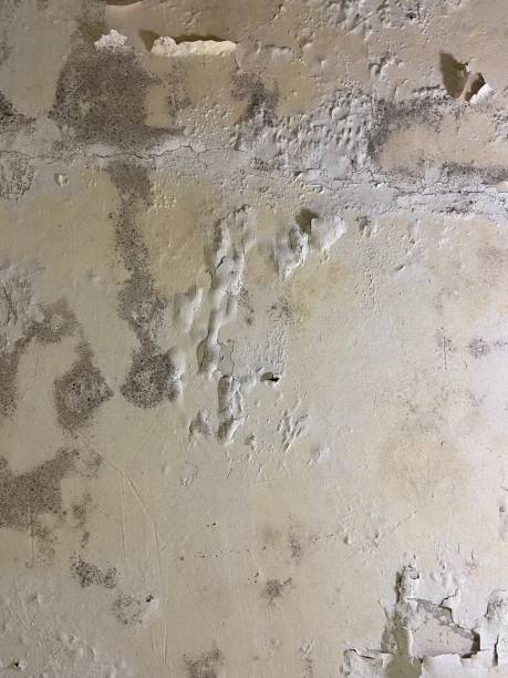 Best Mold Damage Repair  in Nacogdoches, TX