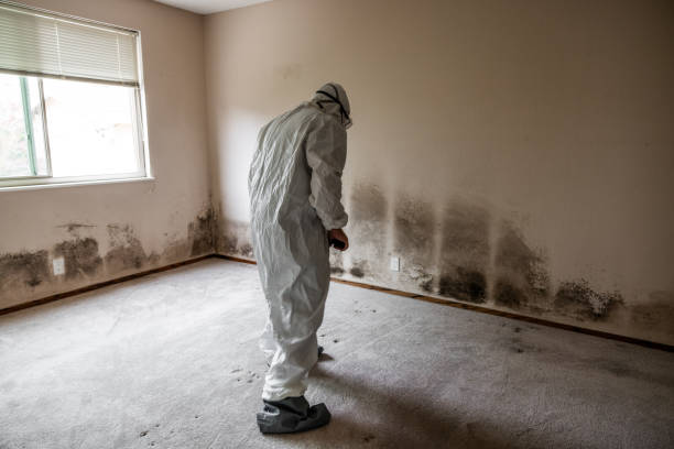 Best Crawl Space Mold Removal  in Nacogdoches, TX