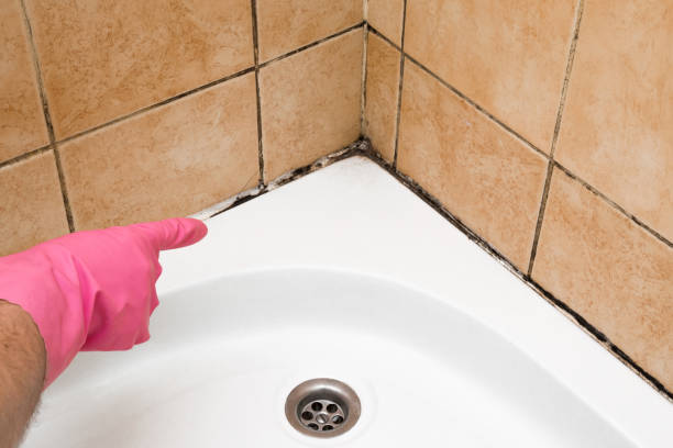 Best Commercial Mold Removal  in Nacogdoches, TX